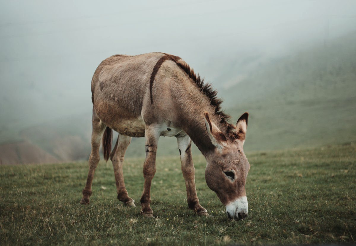 Een grazende ezel in de mist