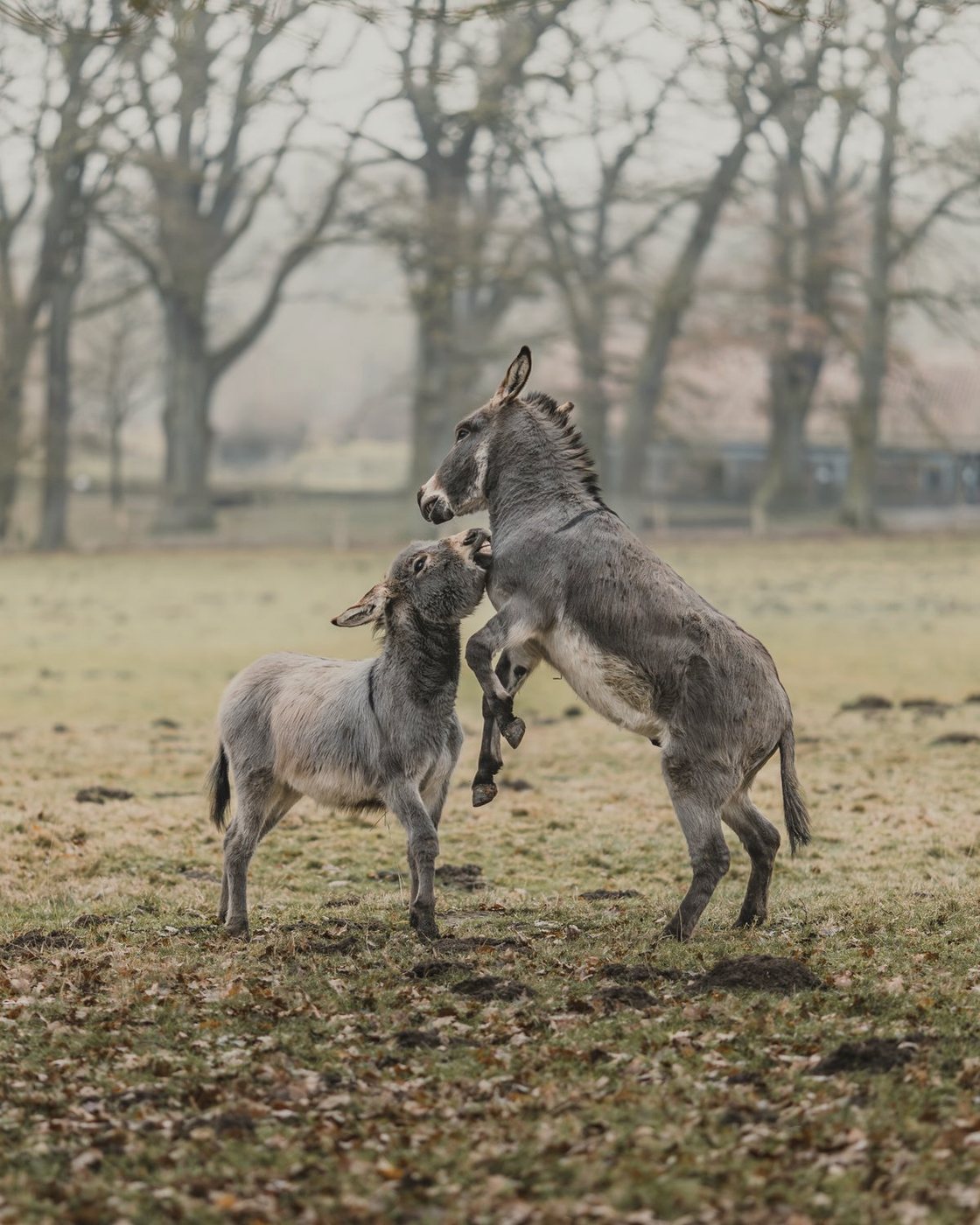 Twee ezels die met elkaar spelen