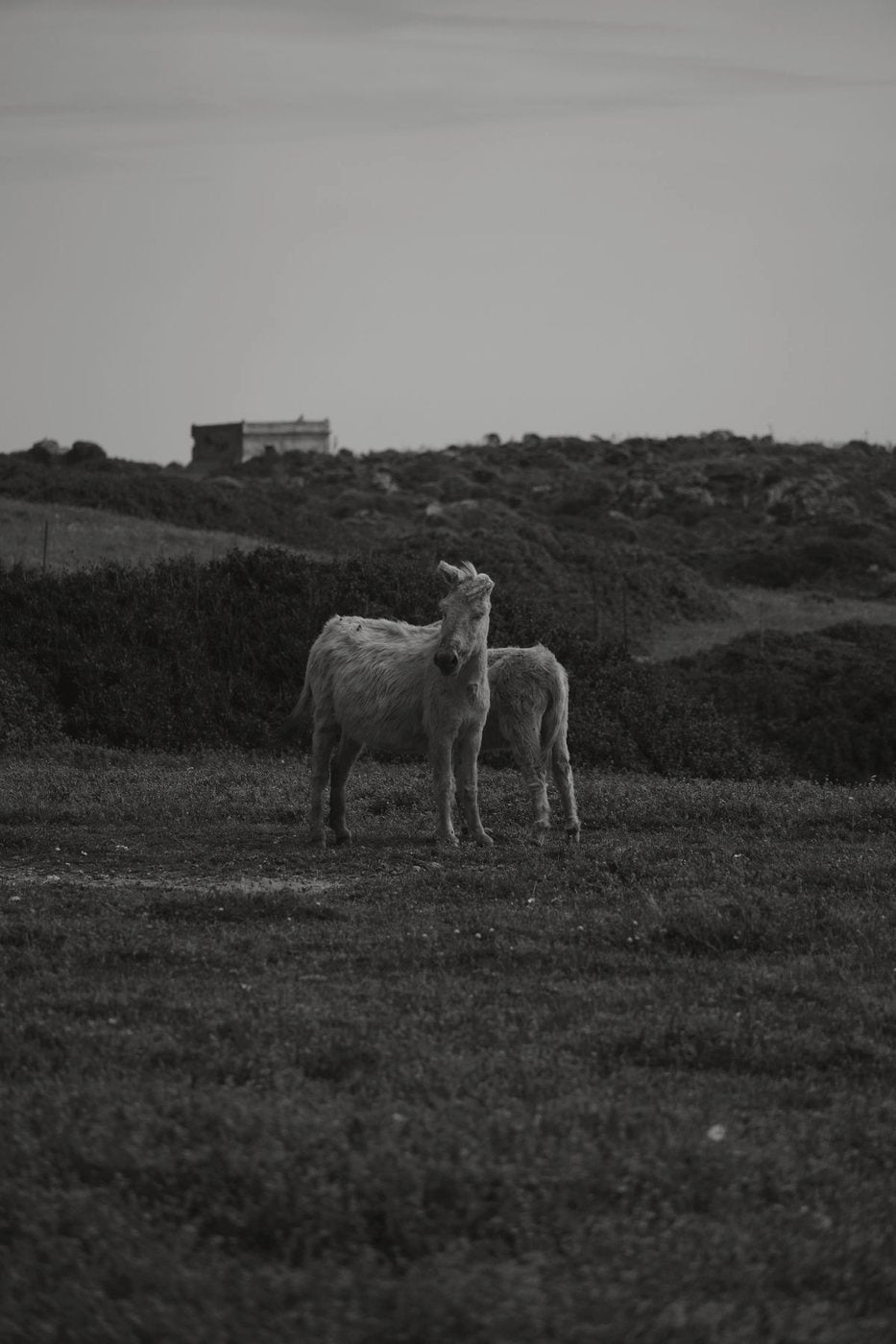 Twee ezels in een open veld