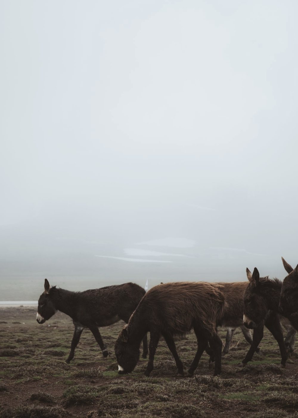 Ezels in de mist op een koude ochtend.